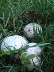 Agaricus bisporus