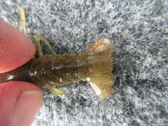 Faxonius virilis