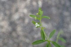 Galium trifidum