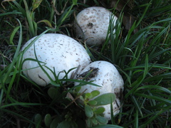 Agaricus bisporus