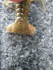 Faxonius virilis