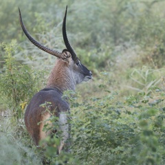 Kobus ellipsiprymnus defassa