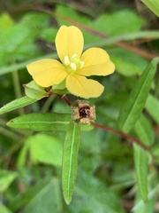 Ludwigia alternifolia
