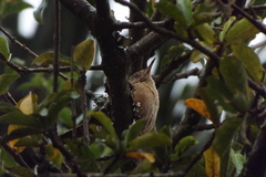 Troglodytes aedon