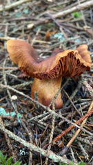 Lactarius rubidus