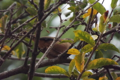 Troglodytes aedon
