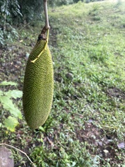 Artocarpus heterophyllus