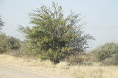 Parkinsonia aculeata