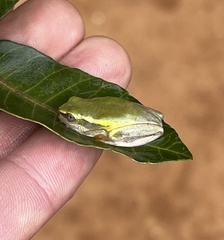 Heterixalus betsileo