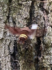 Amphion floridensis
