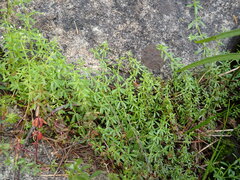 Galium trifidum