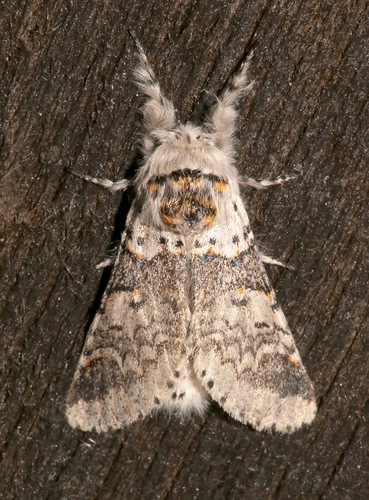 Western Furcula Moth photo 3