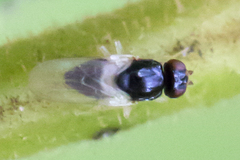 Chloropidae