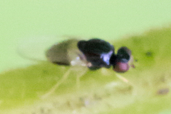 Chloropidae