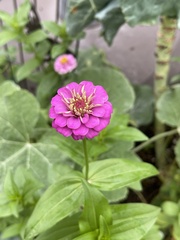 Zinnia