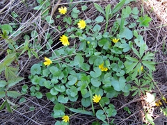 Ficaria verna