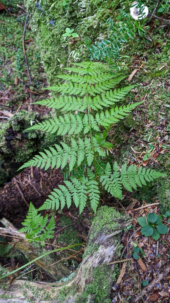 spreading wood fern from Prince of WalesHyder County, USAK, US on