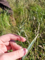 Elymus canadensis