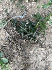 Passiflora tenuiloba