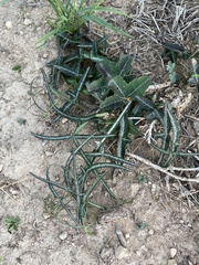 Passiflora tenuiloba