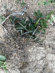 Passiflora tenuiloba