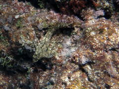 Parablennius sanguinolentus