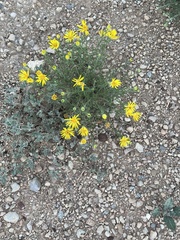 Xanthisma spinulosum