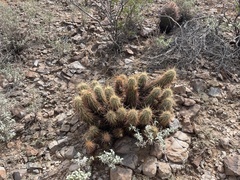 Echinocereus engelmannii engelmannii