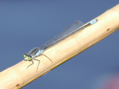 Pseudagrion deningi