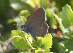 Satyrium esculi