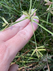 Cyperus compressus
