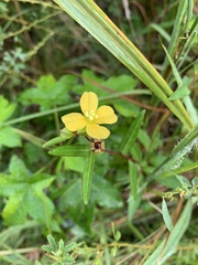 Ludwigia alternifolia