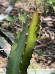 Hylocereeae
