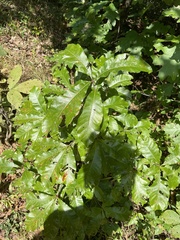 Quercus imbricaria