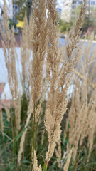 Calamagrostis epigejos