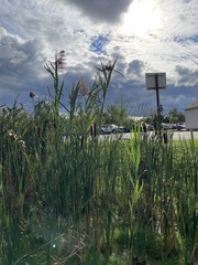 Phragmites