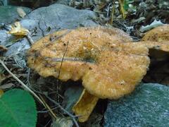 Lactarius scrobiculatus