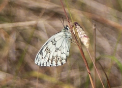 Melanargia