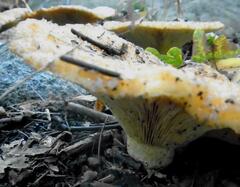 Lactarius scrobiculatus