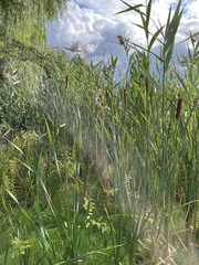 Phragmites