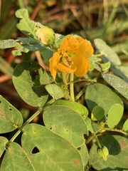 Senna obtusifolia