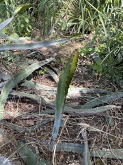 Hylocereeae
