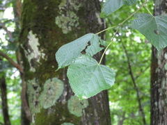 Tilia japonica