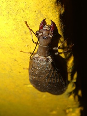 Corydalus peruvianus