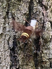 Amphion floridensis