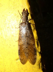 Corydalus peruvianus