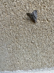 Macrochilo orciferalis