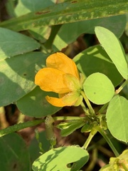 Senna obtusifolia