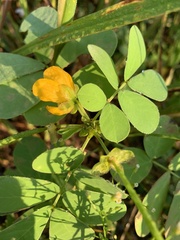 Senna obtusifolia