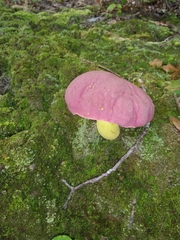 Butyriboletus roseopurpureus
